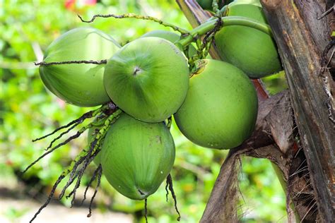 Arti mimpi melihat buah kelapa tua jatuh Bahkan canda tawa mereka bisa membuat harimu terasa lebih baik